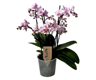 Lepkeorchidea - Phalaenopsis Multiflora - 35-45cm magas - ⌀12cm