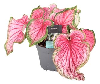 Aripi de înger - Caladium 'Sweetheart' - Înălţime 25-40cm - ⌀12cm