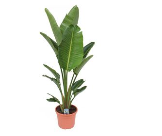 Strelicija - Strelitzia nicolai - Višina 150-170cm - ⌀28cm