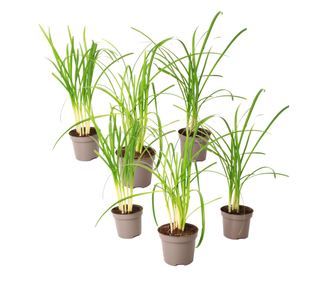 Društveni češnjak - 6 kom. - Tulbaghia violacea - Visina 15-25cm - ⌀9cm