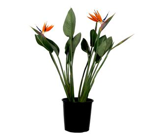 Kraljevska strelicija - Strelitzia reginea - Višina 80-100cm - ⌀27cm