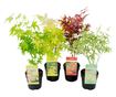 Japán juhar - 4 db - Acer palmatum - 25-40cm magas - ⌀10,5cm