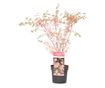 Japán juhar - Acer palmatum 'Taylor' - 50-60cm magas - ⌀19cm