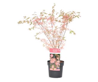Japán juhar - Acer palmatum 'Taylor' - 50-60cm magas - ⌀19cm