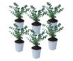 Eukaliptusz - 6 db - Eucalyptus 'Pulverulenta' - 25-40cm magas - ⌀12cm