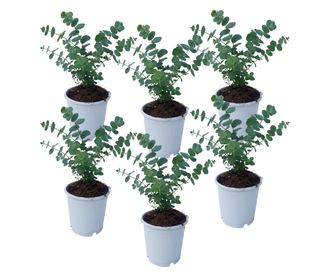 Eukaliptusz - 6 db - Eucalyptus 'Pulverulenta' - 25-40cm magas - ⌀12cm