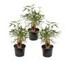 Bambus - 3 kom. - Fargesia scabrida 'Asian Wonder' - Visina 25-40cm - ⌀13cm