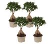 Bonsai - 4 kom. - Ficus microcarpa - Visina 30-40cm - ⌀12cm