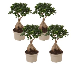 Bonsai - 4 kom. - Ficus microcarpa - Visina 30-40cm - ⌀12cm
