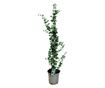 Eukaliptusz - Eucalyptus cinerea 'Silver Dollar' - 90-110cm magas - ⌀19cm
