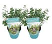 Eukaliptusz - 2 db - Eucalyptus pulverulenta 'Baby Blue' - 35-45cm magas - ⌀15cm
