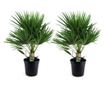 Lószőrpálma - 2 db - Chamaerops humilis - 70-80cm magas - ⌀21cm