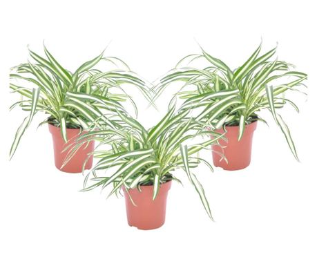 Растение паяк - 3 бр. - Chlorophytum comosum 'Atlantic' - вис. 25-40cm - ⌀12cm