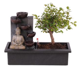 Bonsai Vodopad Buda - Bonsai - Visina 25-35cm - ⌀29cm