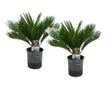Japán cikász - 2 db - Cycas revoluta - 45-60cm magas - ⌀15cm