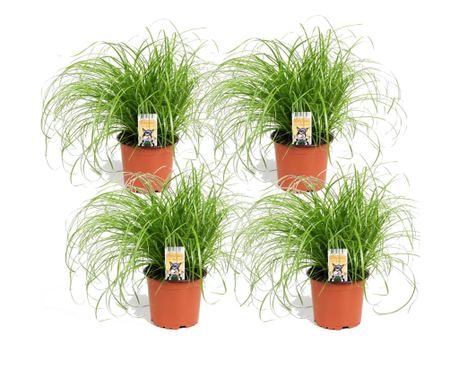 Šilj - 4 kom. - Cyperus zumula - Visina 30-40cm - ⌀12cm