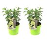 Hortenzia - 2 db - Hydrangea paniculata 'Bobo' - 25-40cm magas - ⌀19cm