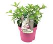 Hortenzia - Hydrangea paniculata 'Pinky Winky' - 25-40cm magas - ⌀19cm