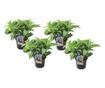 Hortenzia - 4 db - Hydrangea serrata 'Summerglow' - 25-40cm magas - ⌀19cm