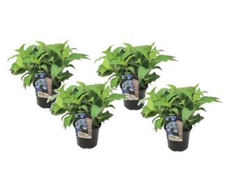 Hortenzia - 4 db - Hydrangea serrata 'Summerglow' - 25-40cm magas - ⌀19cm