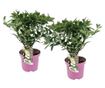 Hortenzia - 2 db - Hydrangea paniculata 'Confetti' - 25-40cm magas - ⌀19cm