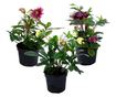 Keleti hunyor - 3 db - Helleborus orientalis - 20-30cm magas - ⌀12cm
