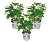Hortenzia - 3 db - Hydrangea 'Strong Annabelle' - 30-40cm magas - ⌀19cm