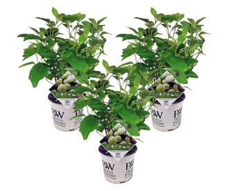 Hortenzia - 3 db - Hydrangea 'Strong Annabelle' - 30-40cm magas - ⌀19cm