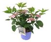 Hortenzia - Hydrangea serrata 'Magic Pillow' - 25-40cm magas - ⌀19cm