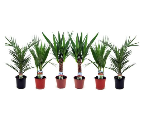 Sobne palme - 6 kom. - Indoor Palmmix - Visina 50-70cm - ⌀14cm