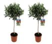 Olajfa - 2 db - Olea europaea - 90-100cm magas - ⌀21cm