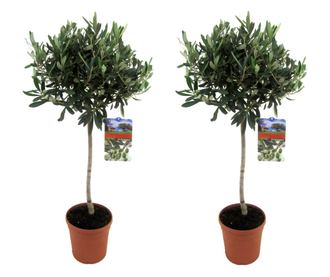 Olajfa - 2 db - Olea europaea - 90-100cm magas - ⌀21cm