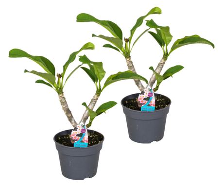 Plumerija - 2 kom. - Plumeria rubra - Visina 45-55cm - ⌀17cm