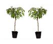 Őszibarack - 2 db - Prunus persica 'Saturne' - 60-70cm magas - ⌀15cm