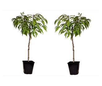 Őszibarack - 2 db - Prunus persica 'Saturne' - 60-70cm magas - ⌀15cm