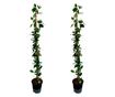 Lonc - 2 db - Lonicera 'American Beauty' - 110-120cm magas - ⌀17cm