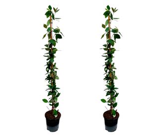 Lonc - 2 db - Lonicera 'American Beauty' - 110-120cm magas - ⌀17cm