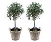 Olajfa - 2 db - Olea europaea - 50-60cm magas - ⌀14cm