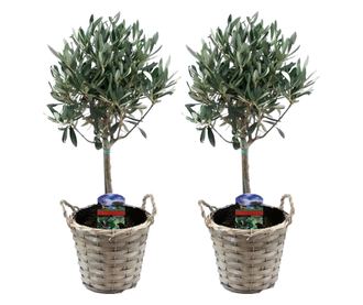 Olajfa - 2 db - Olea europaea - 50-60cm magas - ⌀14cm