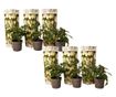 Tojásdinnye - 6 db - Solanum Muricatum 'Pepino gold' - 25-40cm magas - ⌀9cm