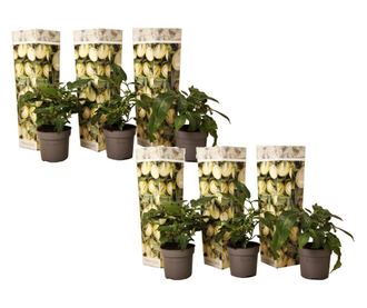 Tojásdinnye - 6 db - Solanum Muricatum 'Pepino gold' - 25-40cm magas - ⌀9cm