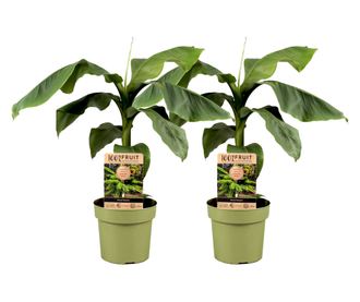 Japán banán - 2 db - Musa basjoo - 55-70cm magas - ⌀21cm
