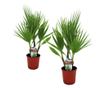 Mexikói Washington-pálma - 2 db - Washingtonia robusta - 50-60cm magas - ⌀15cm