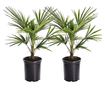 Kínai kenderpálma - 2 db - Trachycarpus Fortunei - 35-45cm magas - ⌀15cm