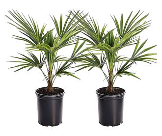 Kínai kenderpálma - 2 db - Trachycarpus Fortunei - 35-45cm magas - ⌀15cm