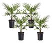 Kínai kenderpálma - 4 db - Trachycarpus Fortunei - 35-45cm magas - ⌀15cm