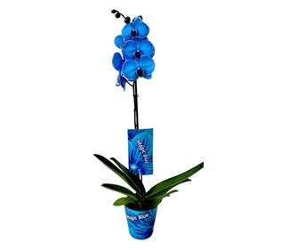 Planta naturala de interior Orhidee Magic Blue Royal blue A2, cu flori dimensiune 90 cm