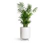 Palmier pitic Chamaedorea elegans - 55 cm, Floare Bio