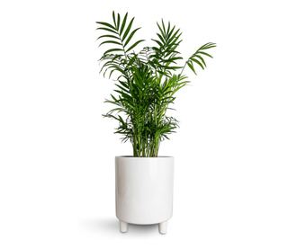 Palmier pitic Chamaedorea elegans - 55 cm, Floare Bio