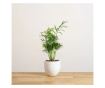 Palmier pitic Chamaedorea elegans - 55 cm, Floare Bio